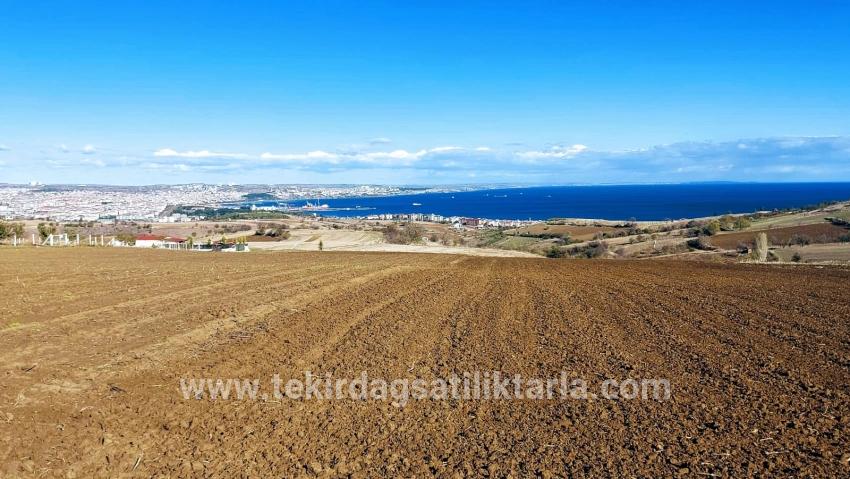Gelände Zu verkaufen in Barbaros Bz. Süleymanpaşa Kumbağ - Villa-Zonierung - 6.350 m²