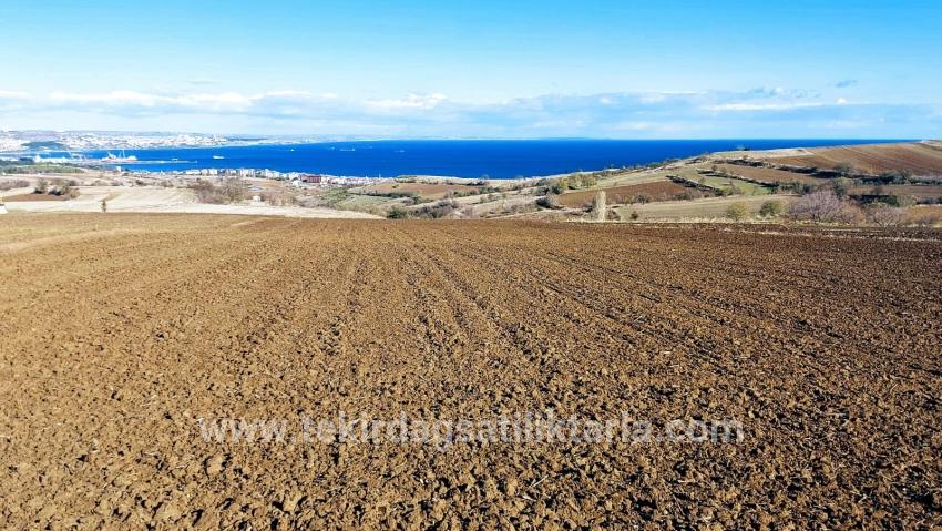 Gelände Zu verkaufen in Barbaros Bz. Süleymanpaşa Kumbağ - Villa-Zonierung - 6.350 m²