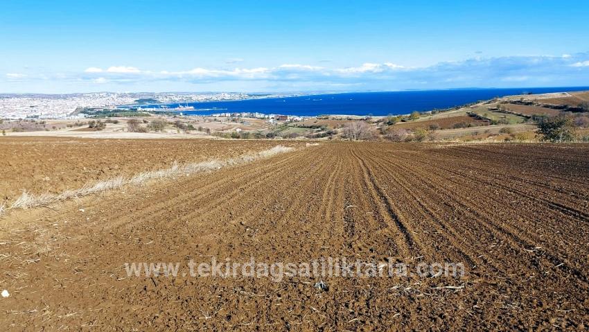 Gelände Zu verkaufen in Barbaros Bz. Süleymanpaşa Kumbağ - Villa-Zonierung - 6.350 m²