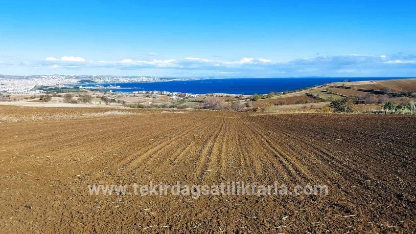 Gelände Zu verkaufen in Barbaros Bz. Süleymanpaşa Kumbağ - Villa-Zonierung - 6.350 m²