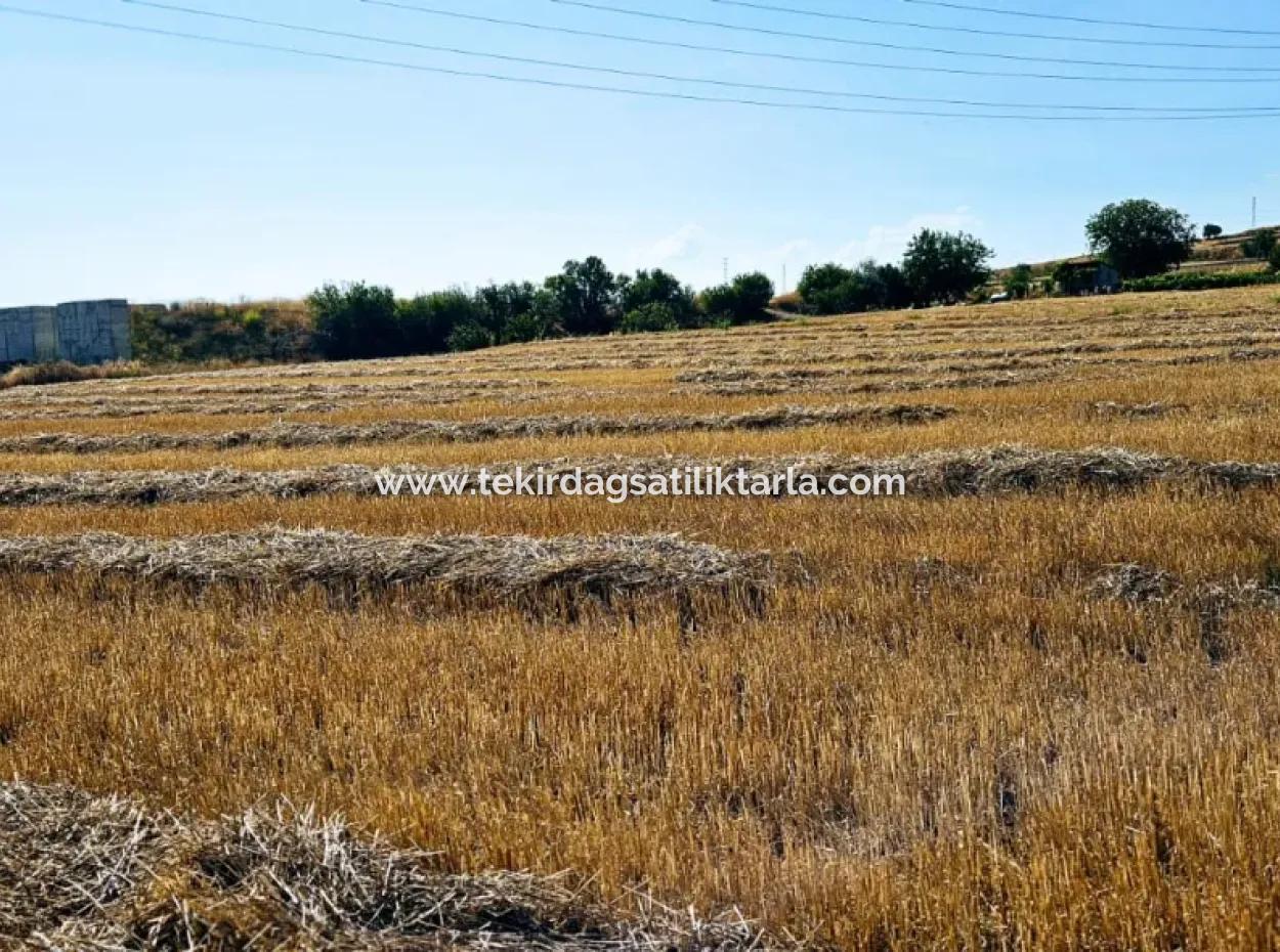 8.500 M2 Wohngebiet Zum Dringenden Verkauf In Der Nähe Des Hafens Von Asyaport