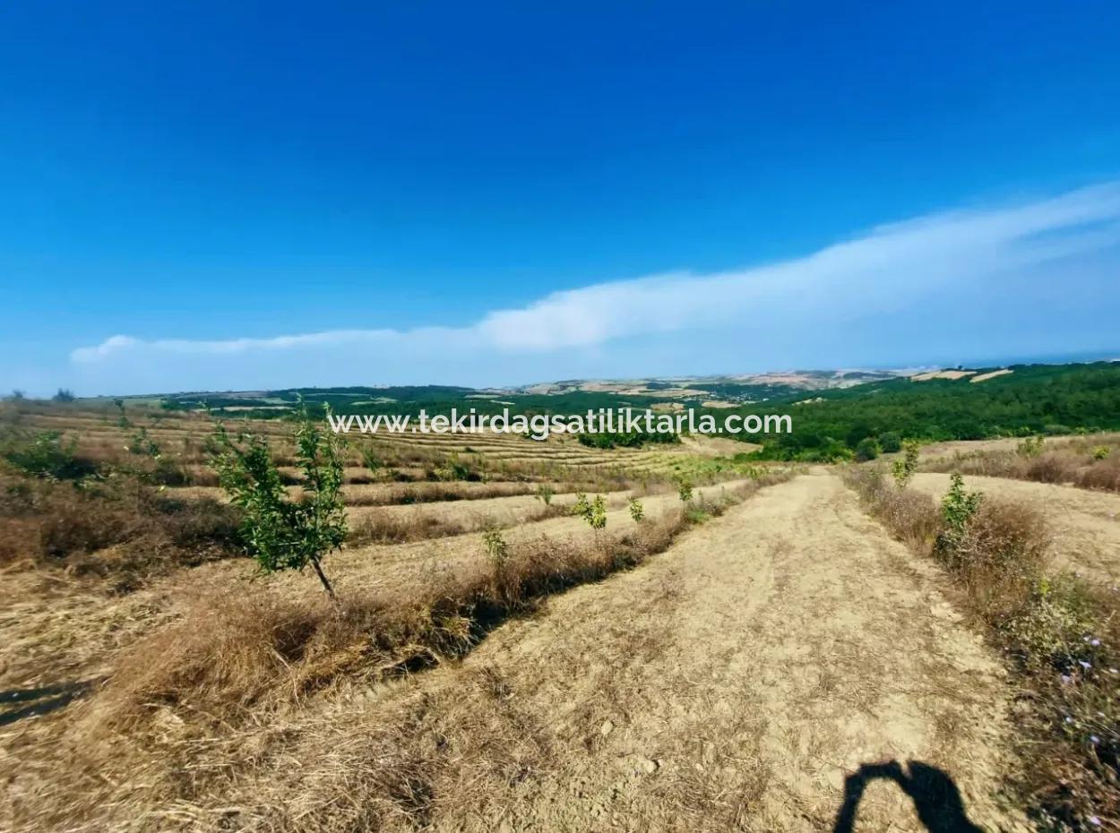 Wenn Sie Einen Dringend 35 Hektar Grossen Obstgarten Zum Verkauf Haben Möchten, Können Sie Auch Einen Bauernhof Nutzen, Der Für Die Gelegenheit Geeignet Ist, In Das Feld Zu Investieren