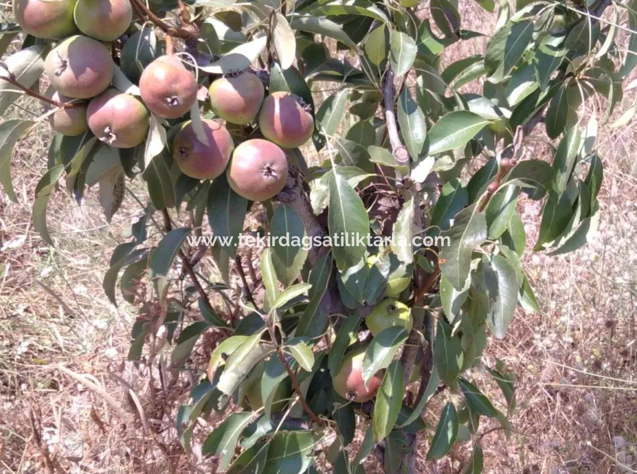 Wenn Sie Einen Dringend 35 Hektar Grossen Obstgarten Zum Verkauf Haben Möchten, Können Sie Auch Einen Bauernhof Nutzen, Der Für Die Gelegenheit Geeignet Ist, In Das Feld Zu Investieren