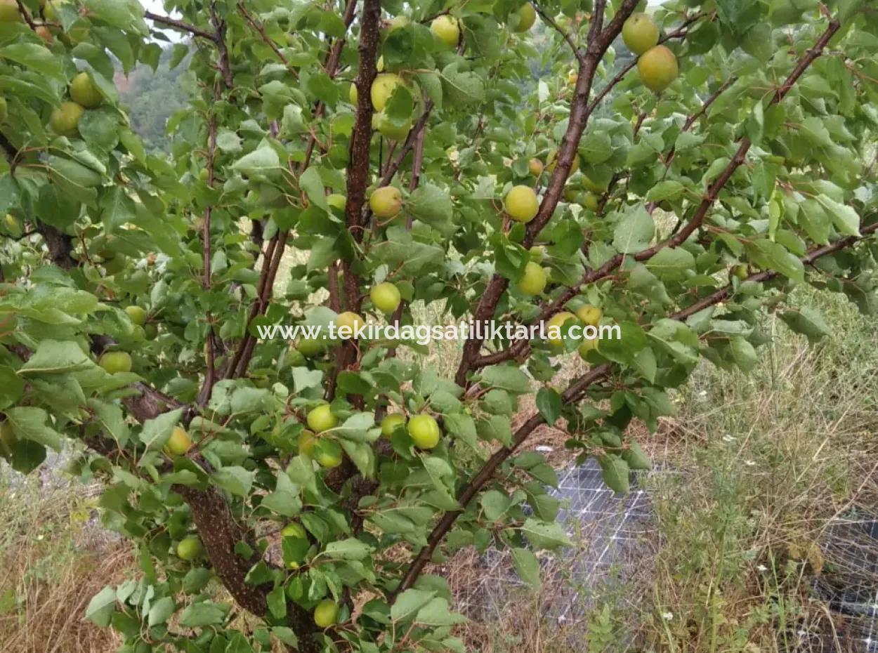 Wenn Sie Einen Dringend 35 Hektar Grossen Obstgarten Zum Verkauf Haben Möchten, Können Sie Auch Einen Bauernhof Nutzen, Der Für Die Gelegenheit Geeignet Ist, In Das Feld Zu Investieren