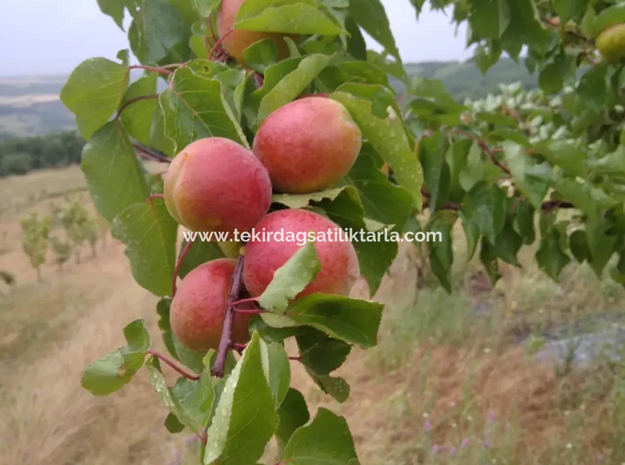 Wenn Sie Einen Dringend 35 Hektar Grossen Obstgarten Zum Verkauf Haben Möchten, Können Sie Auch Einen Bauernhof Nutzen, Der Für Die Gelegenheit Geeignet Ist, In Das Feld Zu Investieren