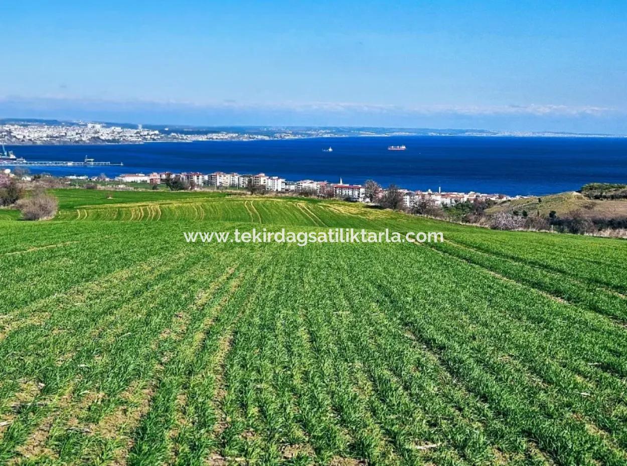 Die Nächstgelegene Region Zu Istanbul Ist Tekirdag Barbarost 34.500 Opportunity Zoned Land, Das Sich Für Den Bau Von 75 Luxusvillen Mit Vollem Blick Auf Das Meer Und Die Natur Eignet