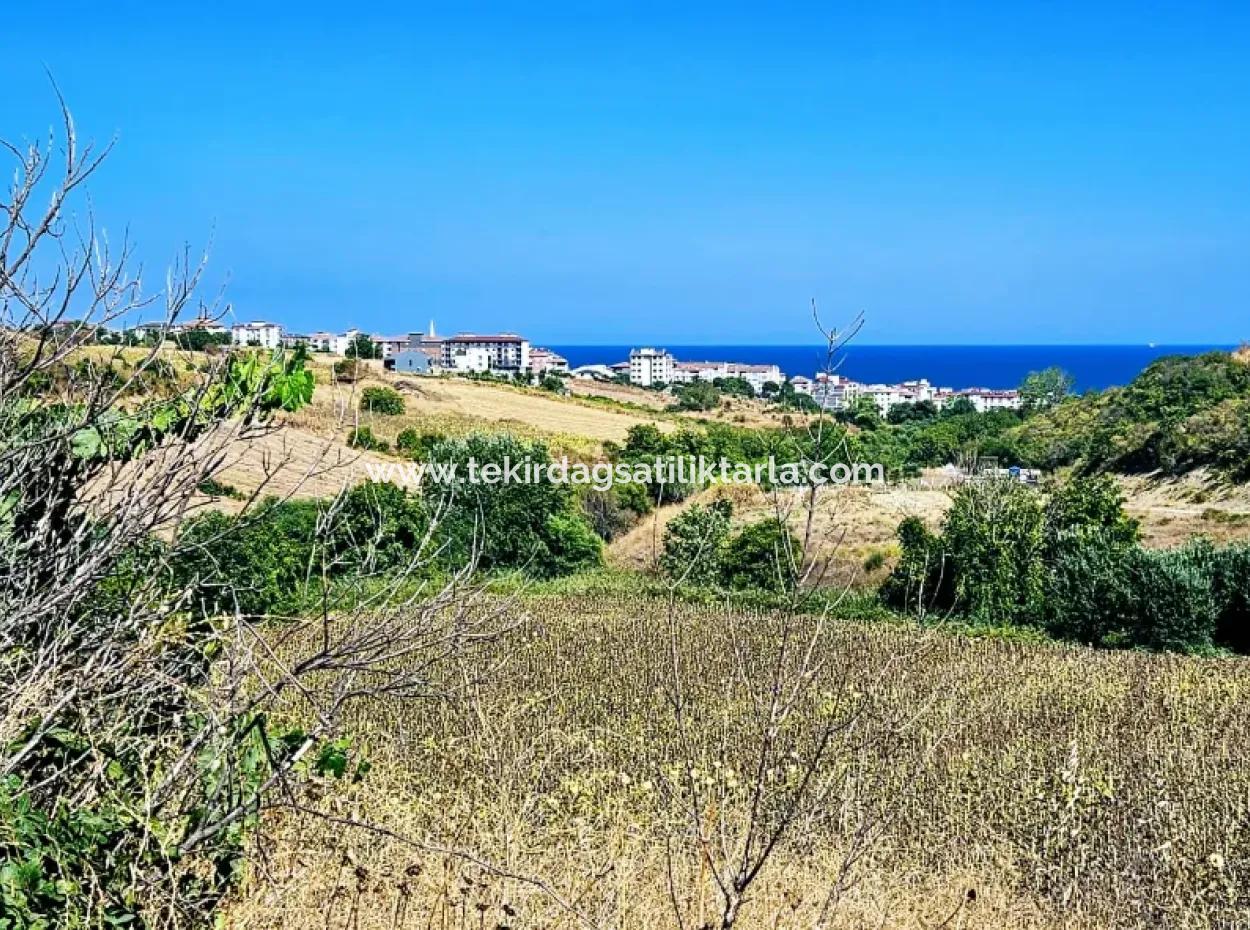 9.100 M2 Dringender Verkauf In Tekirdag Barbarosta, Egal Ob Sie Ein Grundstück Machen Oder Eine Villa Bauen Möchten Hohe Gewinngarantie