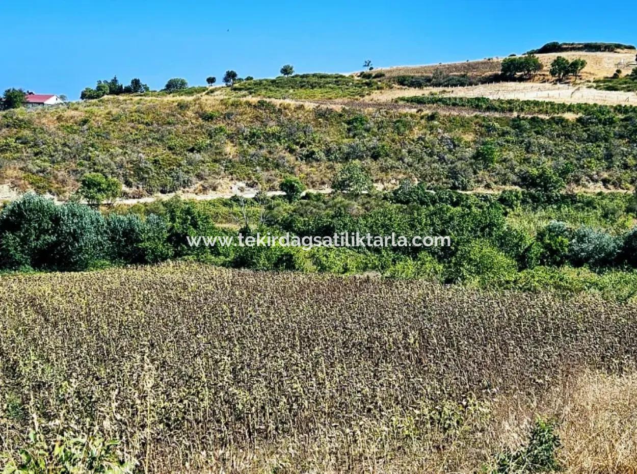 9.100 M2 Dringender Verkauf In Tekirdag Barbarosta, Egal Ob Sie Ein Grundstück Machen Oder Eine Villa Bauen Möchten Hohe Gewinngarantie