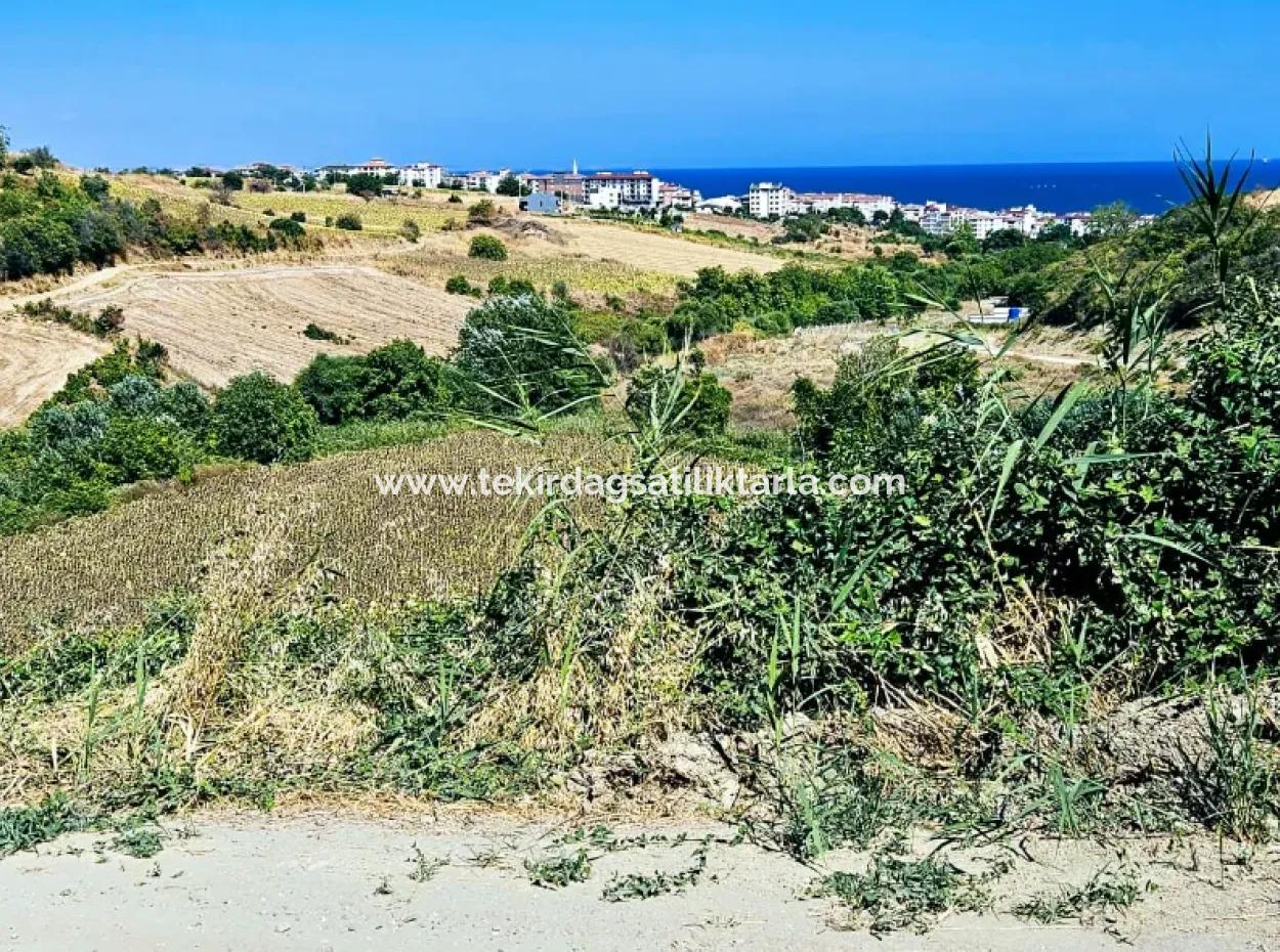 9.100 M2 Dringender Verkauf In Tekirdag Barbarosta, Egal Ob Sie Ein Grundstück Machen Oder Eine Villa Bauen Möchten Hohe Gewinngarantie