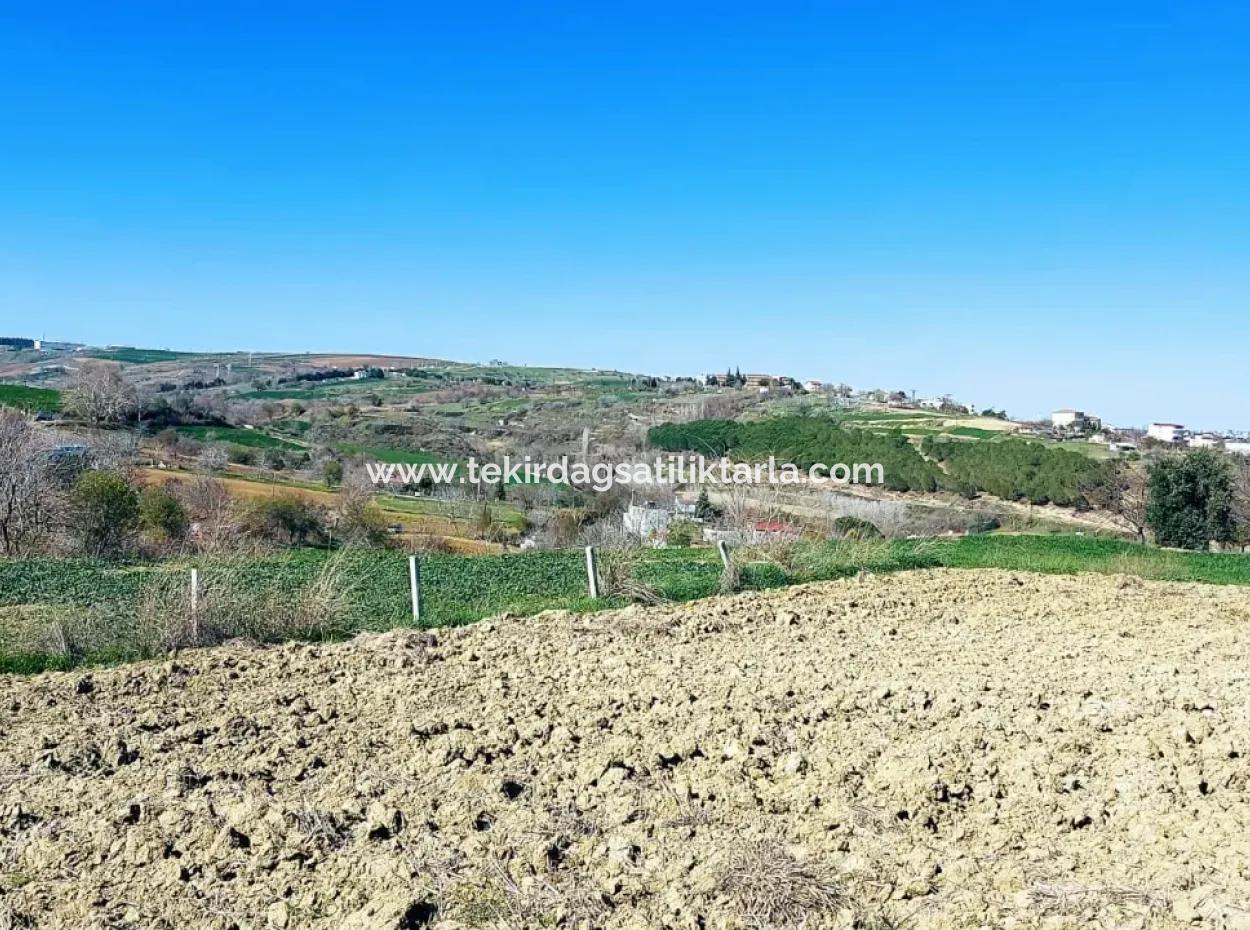 Investitionsmöglichkeit: 615 M2 Eckgrundstück Zum Verkauf In Tekirdag Barbaros - Dringender Verkauf, Meer- Und Naturblick, 0 Zonenbu Harika Konumda Ve 615 M2 Genişliğindeki Acil Satılık Köşe Arsa, Yatırımcılar Için Muazz