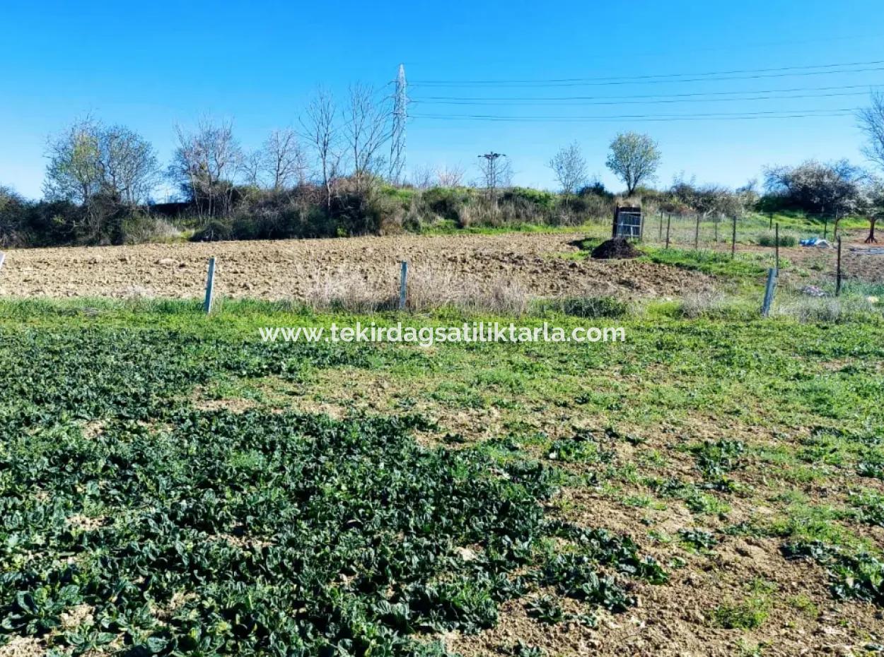 Investitionsmöglichkeit: 615 M2 Eckgrundstück Zum Verkauf In Tekirdag Barbaros - Dringender Verkauf, Meer- Und Naturblick, 0 Zonenbu Harika Konumda Ve 615 M2 Genişliğindeki Acil Satılık Köşe Arsa, Yatırımcılar Için Muazz