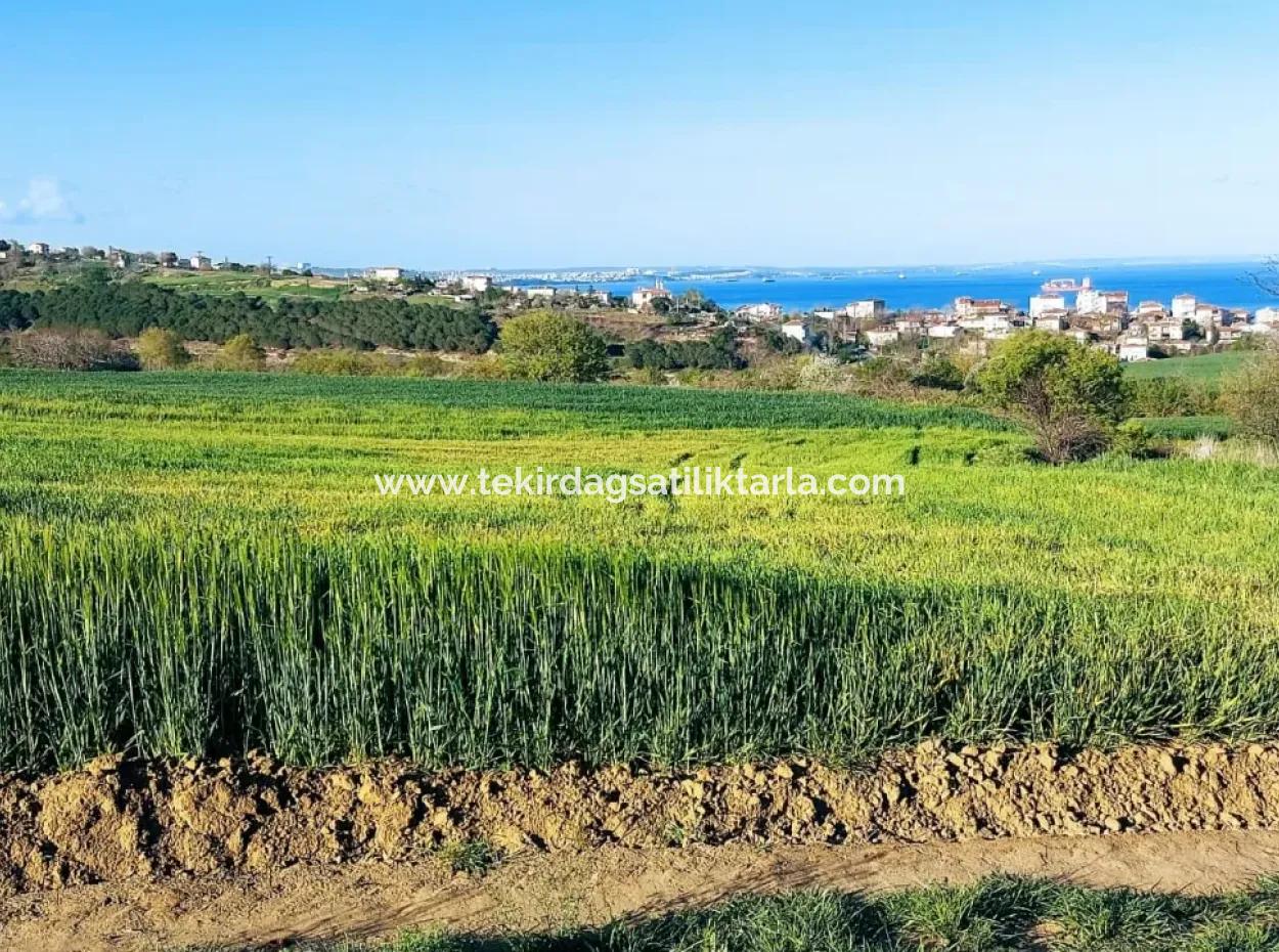 Investitionsmöglichkeit: 615 M2 Eckgrundstück Zum Verkauf In Tekirdag Barbaros - Dringender Verkauf, Meer- Und Naturblick, 0 Zonenbu Harika Konumda Ve 615 M2 Genişliğindeki Acil Satılık Köşe Arsa, Yatırımcılar Için Muazz