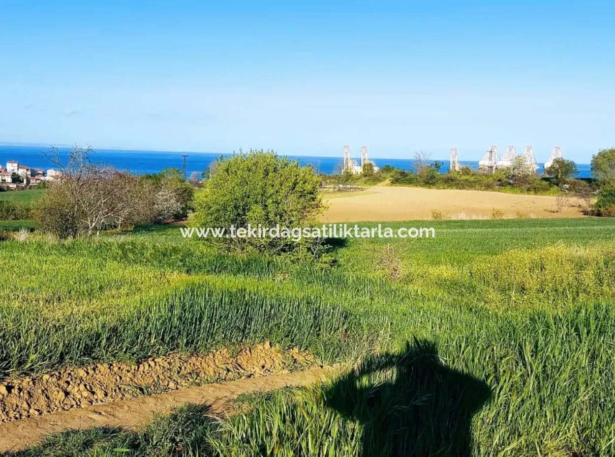 Investitionsmöglichkeit: 615 M2 Eckgrundstück Zum Verkauf In Tekirdag Barbaros - Dringender Verkauf, Meer- Und Naturblick, 0 Zonenbu Harika Konumda Ve 615 M2 Genişliğindeki Acil Satılık Köşe Arsa, Yatırımcılar Için Muazz