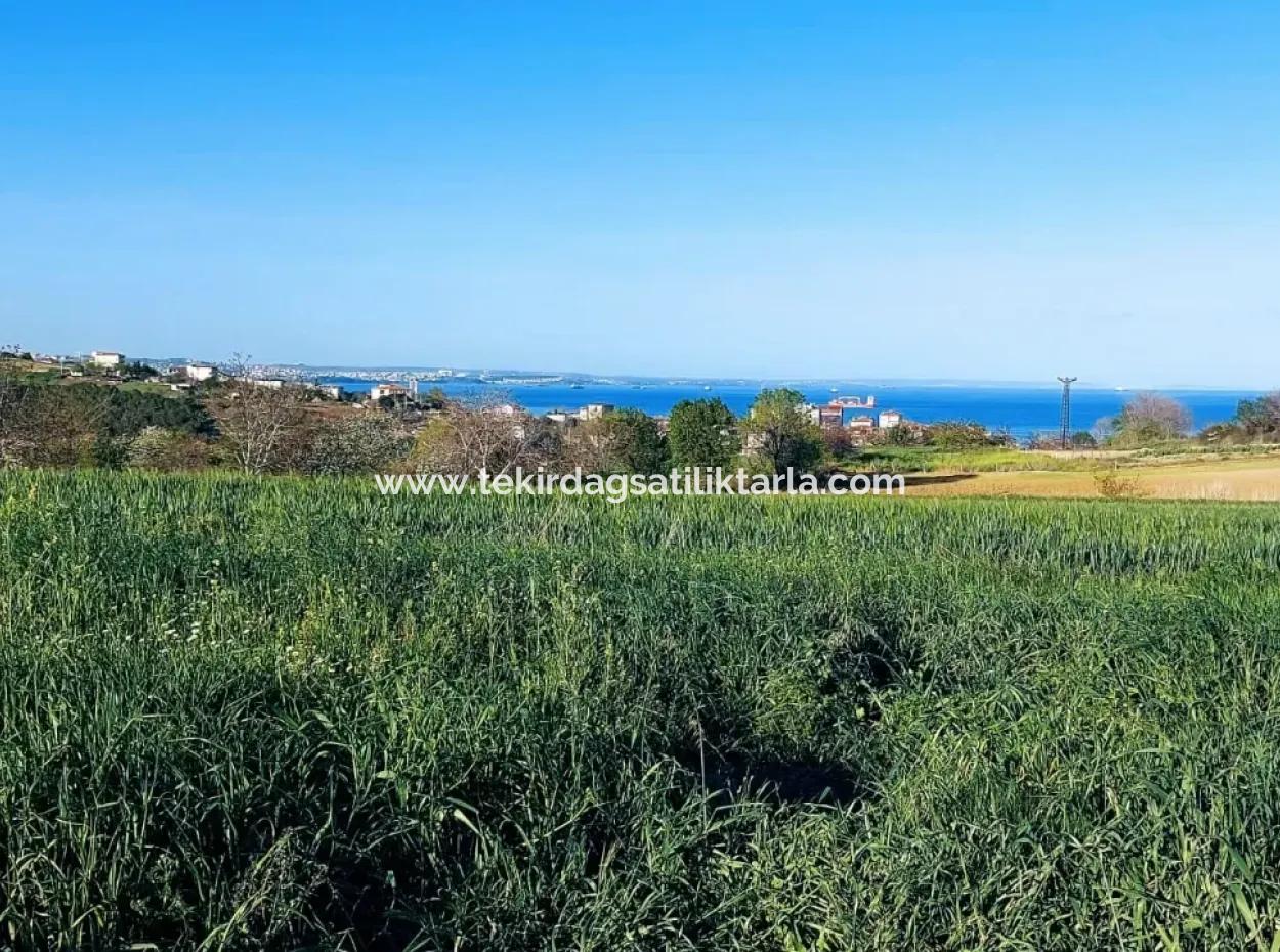 Investitionsmöglichkeit: 615 M2 Eckgrundstück Zum Verkauf In Tekirdag Barbaros - Dringender Verkauf, Meer- Und Naturblick, 0 Zonenbu Harika Konumda Ve 615 M2 Genişliğindeki Acil Satılık Köşe Arsa, Yatırımcılar Için Muazz