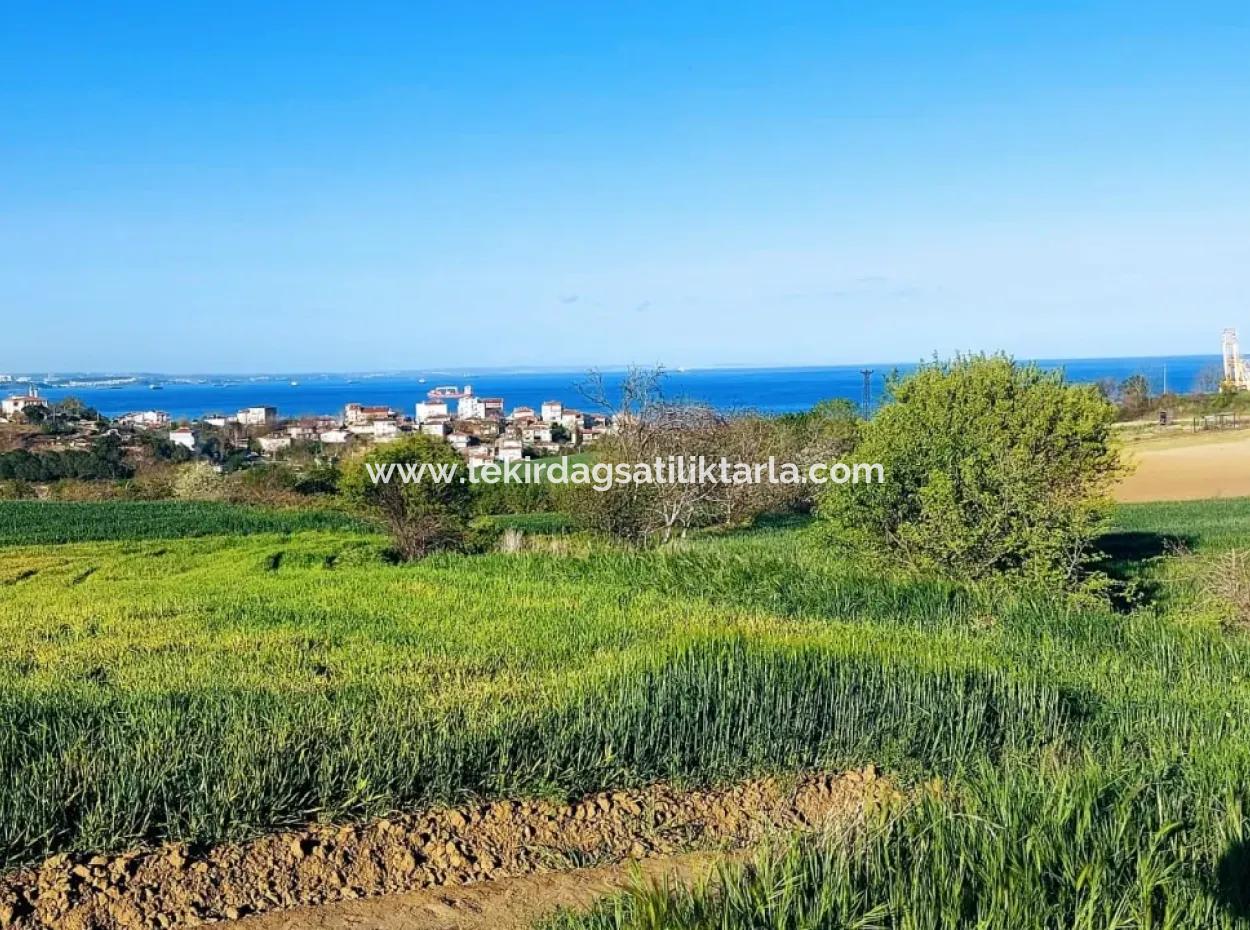 Investitionsmöglichkeit: 615 M2 Eckgrundstück Zum Verkauf In Tekirdag Barbaros - Dringender Verkauf, Meer- Und Naturblick, 0 Zonenbu Harika Konumda Ve 615 M2 Genişliğindeki Acil Satılık Köşe Arsa, Yatırımcılar Için Muazz