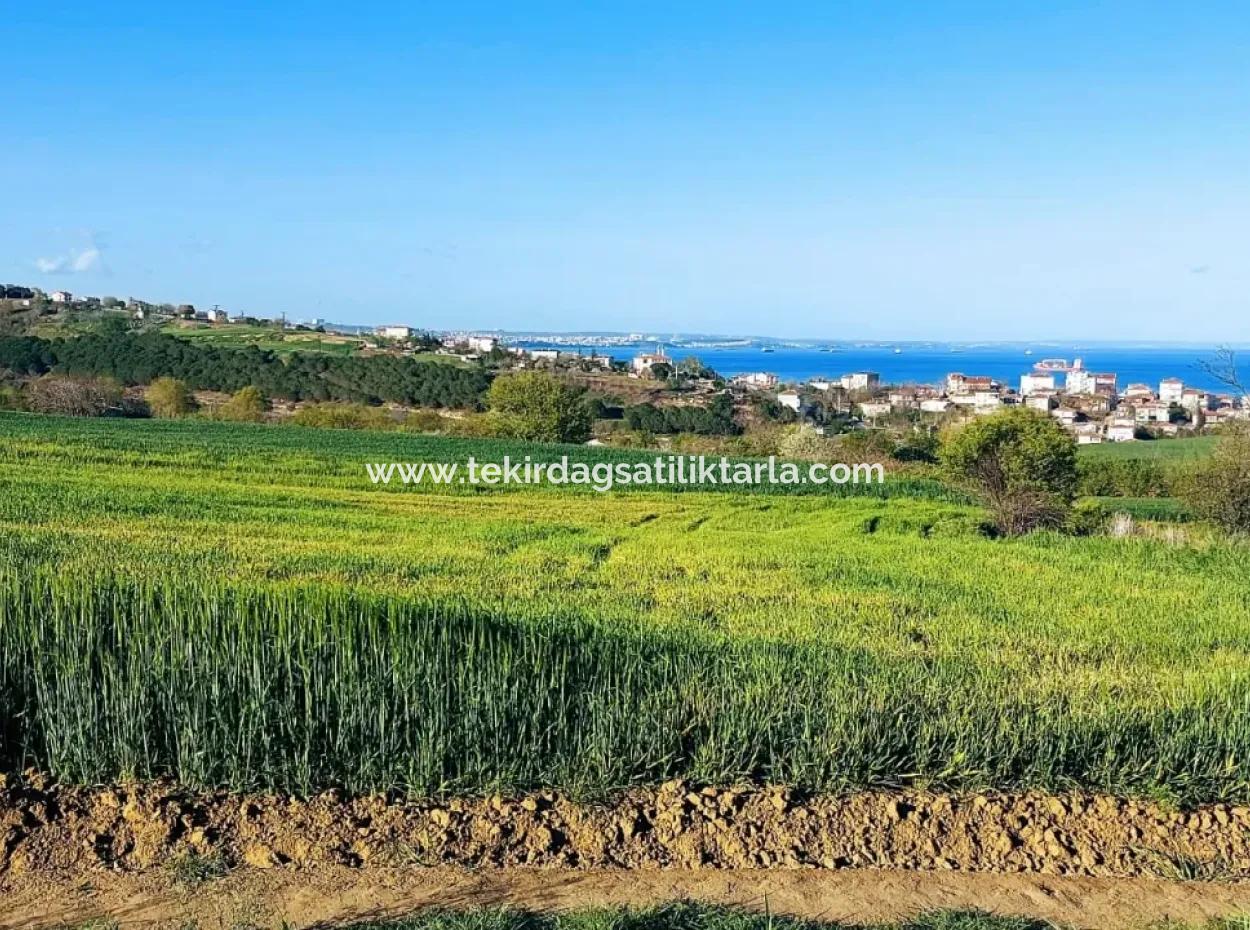 Investitionsmöglichkeit: 615 M2 Eckgrundstück Zum Verkauf In Tekirdag Barbaros - Dringender Verkauf, Meer- Und Naturblick, 0 Zonenbu Harika Konumda Ve 615 M2 Genişliğindeki Acil Satılık Köşe Arsa, Yatırımcılar Için Muazz