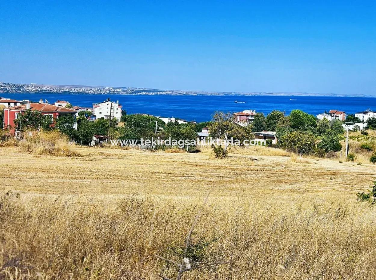 Gelegenheit Grundstück Geeignet Für Den Bau Eines Einfamilienhauses In Herrlicher Lage In Tekirdag Barbarosta, In Der Nähe Des Meeres
