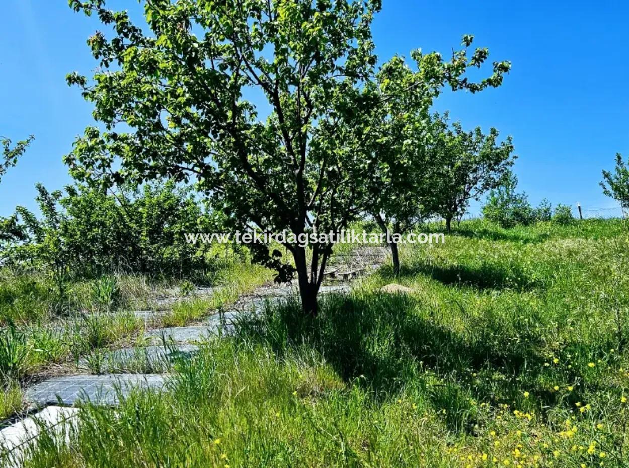 Eine Grossartige Gelegenheit, Ihren Bauernhof In Ihrer Familie Für Den Dringenden Verkauf Aufzubauen 2.600 Hektar Weidefront