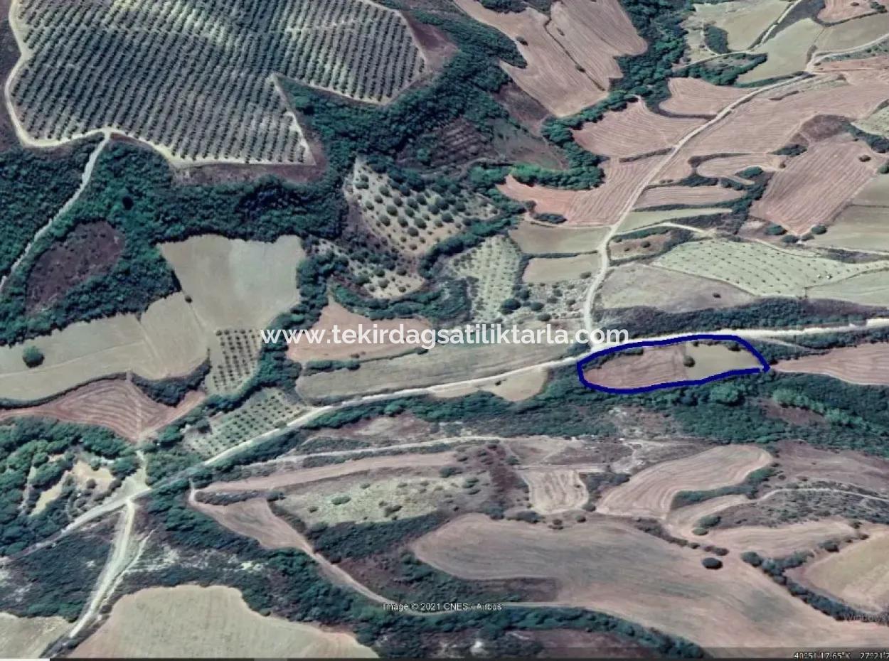 Dieses 5.500 Quadratmeter Große Feld Am Bach Liegt Im Bezirk Tekirdağ Süleymanpaşa Yeniköy