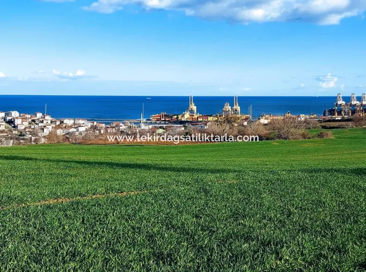 17 980 M2 Feld Zum Verkauf In Der Nähe Des Hafens Von Tekirdag Barbaros Asyaport
