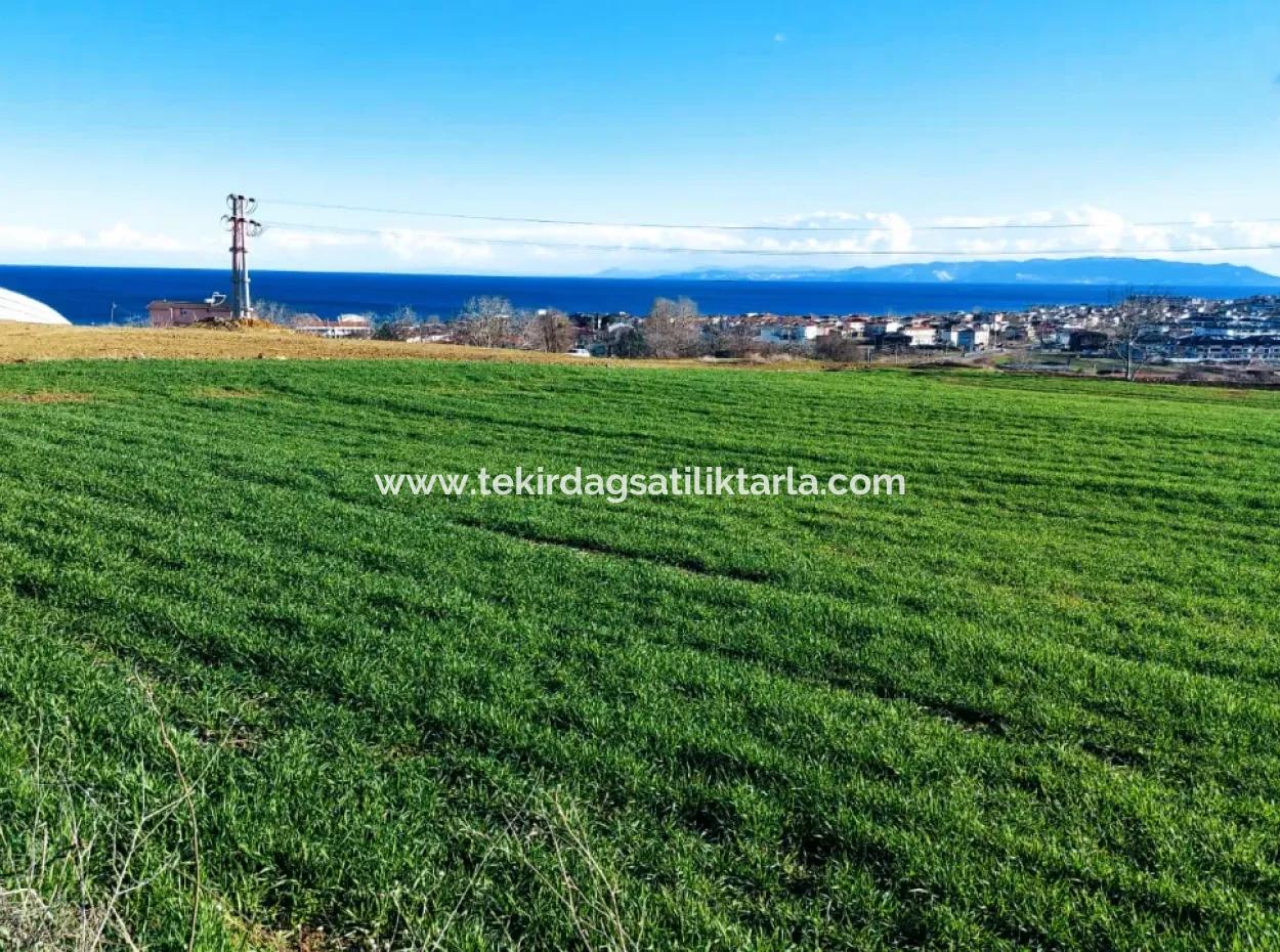 Dieses 11.100 M2 Große Wohngrundstück Befindet Sich In Süleymanpaşa Barbaros, Tekirdag, In Einer Großartigen Lage.
