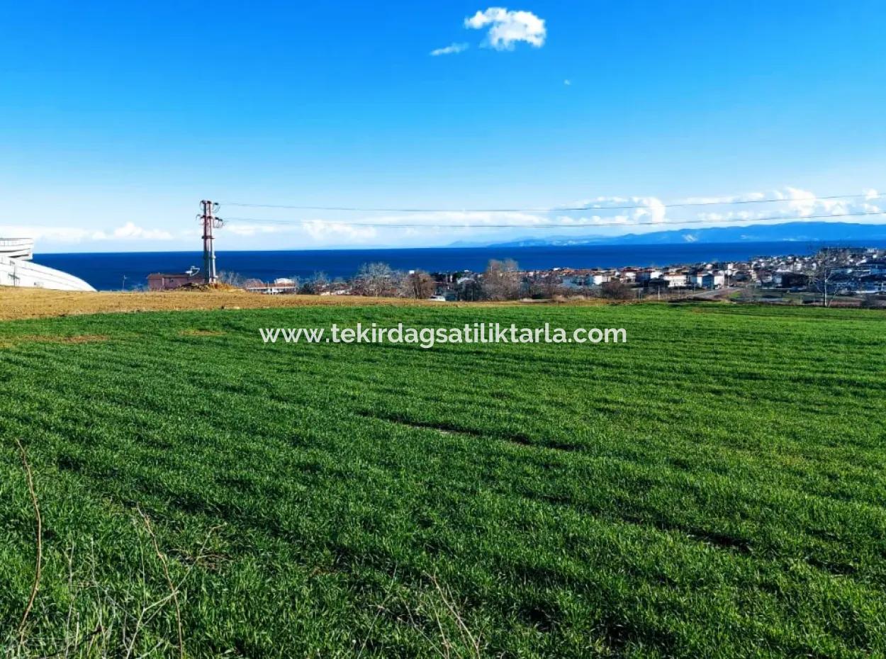 Dieses 11.100 M2 Große Wohngrundstück Befindet Sich In Süleymanpaşa Barbaros, Tekirdag, In Einer Großartigen Lage.