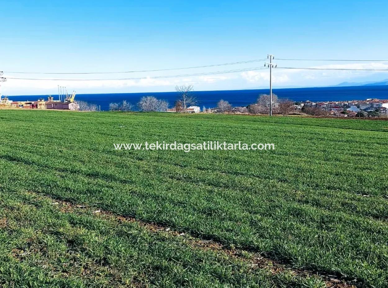 Dieses 11.100 M2 Große Wohngrundstück Befindet Sich In Süleymanpaşa Barbaros, Tekirdag, In Einer Großartigen Lage.