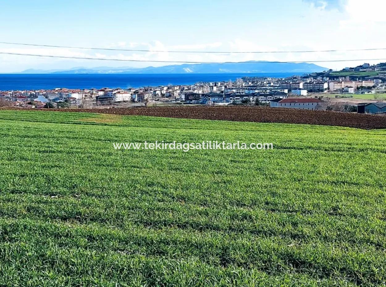 Dieses 11.100 M2 Große Wohngrundstück Befindet Sich In Süleymanpaşa Barbaros, Tekirdag, In Einer Großartigen Lage.