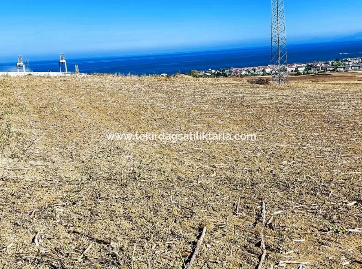 Das 21.900 M2 Große Grundstück In Tekirdağ Barbaros Befindet Sich Innerhalb Des Aktuellen Bebauungsplans Von Asyaport Port