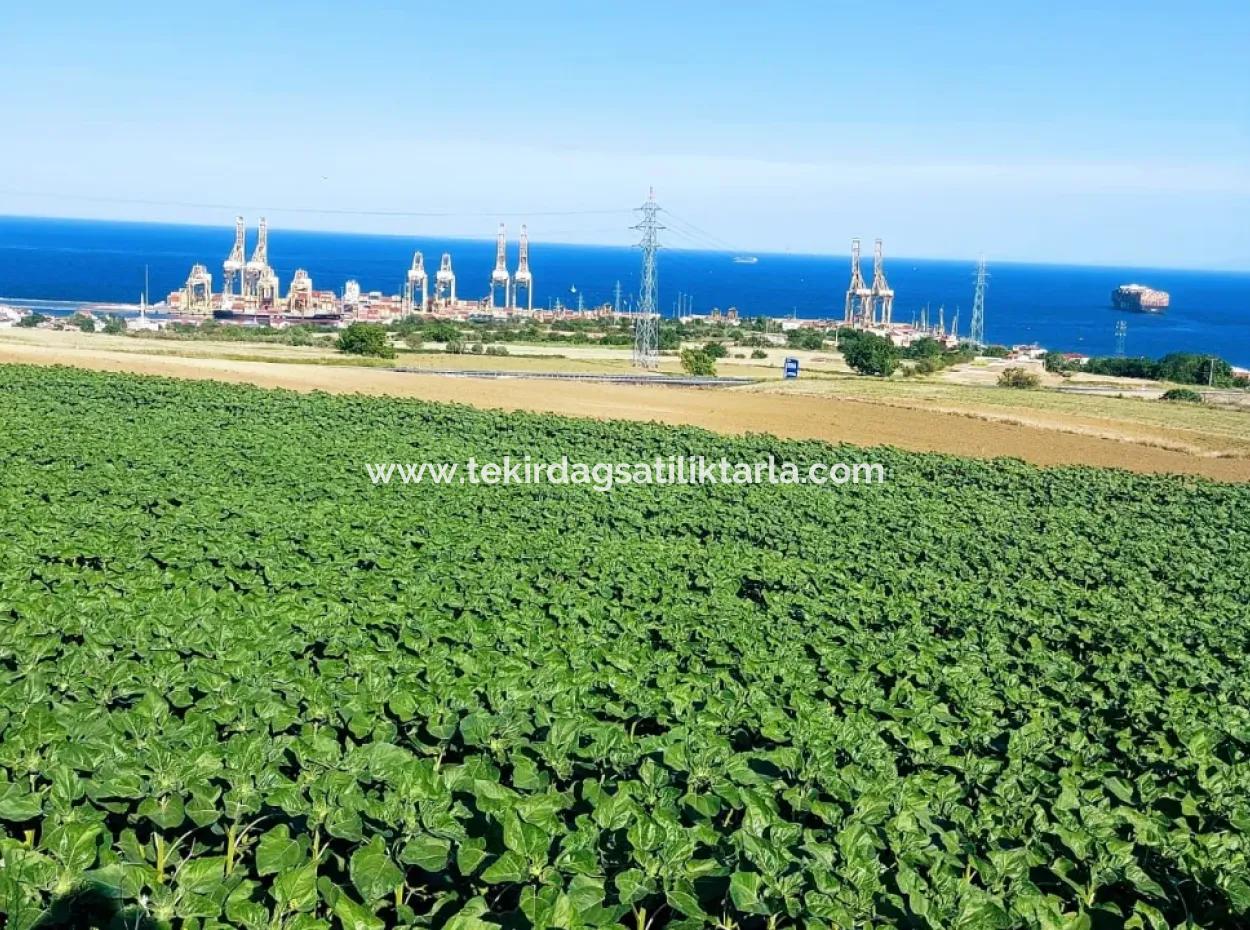 Das 17.980 M2 Große Grundstück In Barbaros, Tekirdag, Liegt An Der Asyaport Harbor Road.