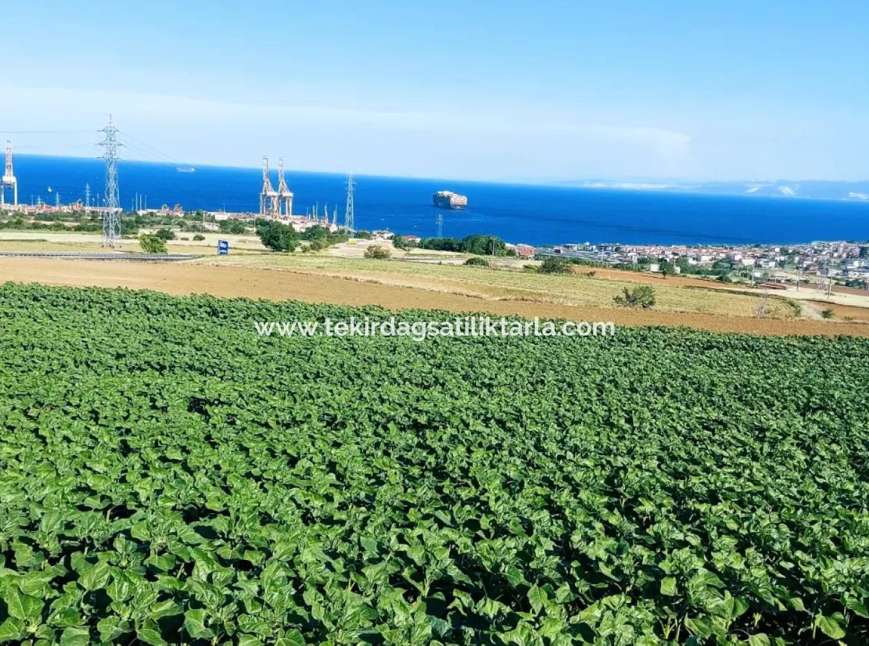 Das 17.980 M2 Große Grundstück In Barbaros, Tekirdag, Liegt An Der Asyaport Harbor Road.