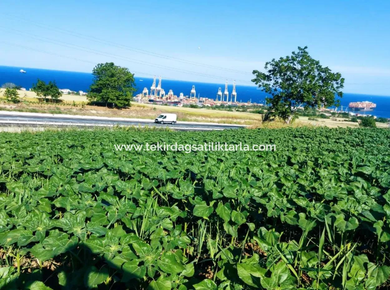 Das 17.980 M2 Große Grundstück In Barbaros, Tekirdag, Liegt An Der Asyaport Harbor Road.