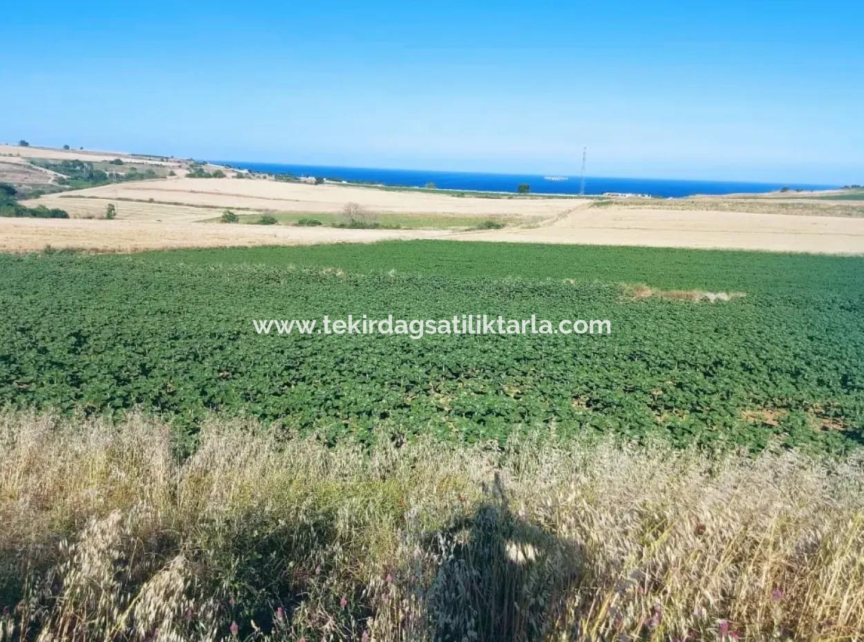 Tekirdağ Aşağkiliçli Mah. 2.340 M2 Kupon Feld Für Dringenden Verkauf, Das Hohe Gewinne Verspricht Und Sich Für Kauf Und Verkauf Eignet
