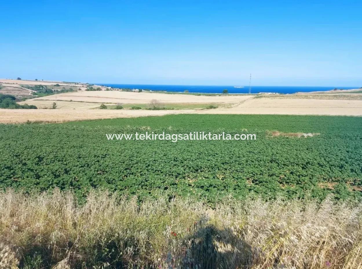 Tekirdağ Aşağkiliçli Mah. 2.340 M2 Kupon Feld Für Dringenden Verkauf, Das Hohe Gewinne Verspricht Und Sich Für Kauf Und Verkauf Eignet