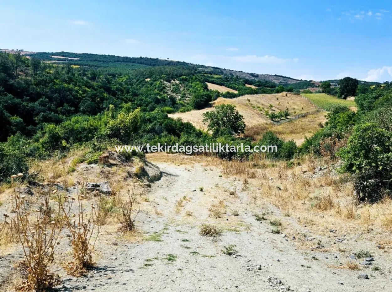 Kelep Kopon Field Zum Dringenden Verkauf Für Diejenigen, Die Eine Rentable Investition In Das Viertel Tekirdag Çanakçi Tätigen Möchten