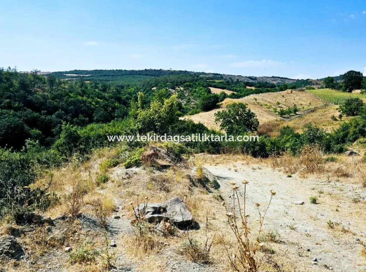 Kelep Kopon Field Zum Dringenden Verkauf Für Diejenigen, Die Eine Rentable Investition In Das Viertel Tekirdag Çanakçi Tätigen Möchten