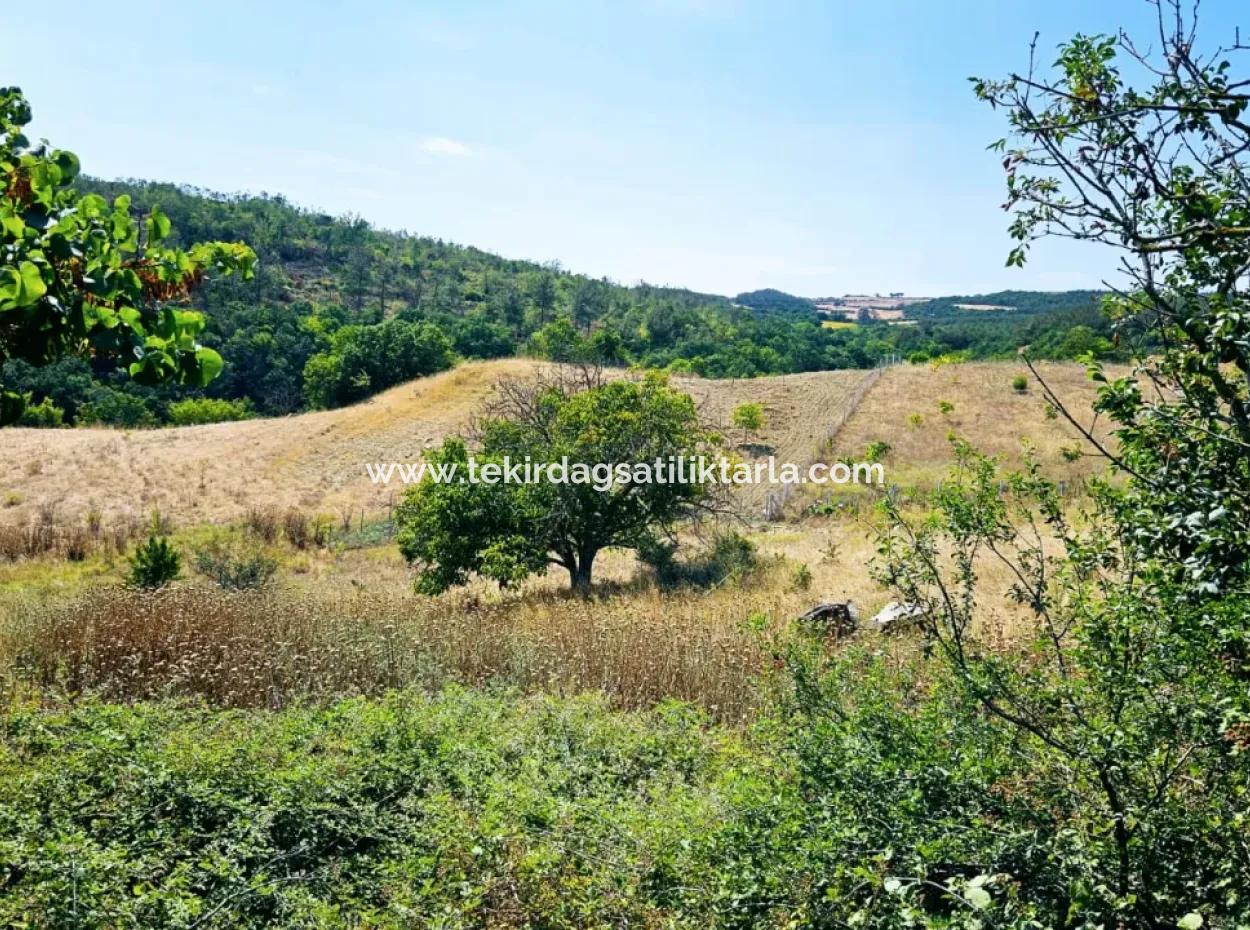 Kelep Kopon Field Zum Dringenden Verkauf Für Diejenigen, Die Eine Rentable Investition In Das Viertel Tekirdag Çanakçi Tätigen Möchten