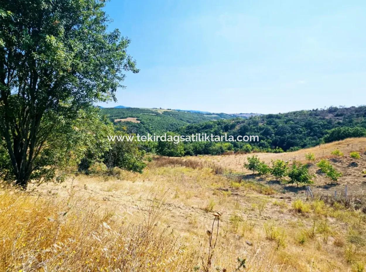 Kelep Kopon Field Zum Dringenden Verkauf Für Diejenigen, Die Eine Rentable Investition In Das Viertel Tekirdag Çanakçi Tätigen Möchten