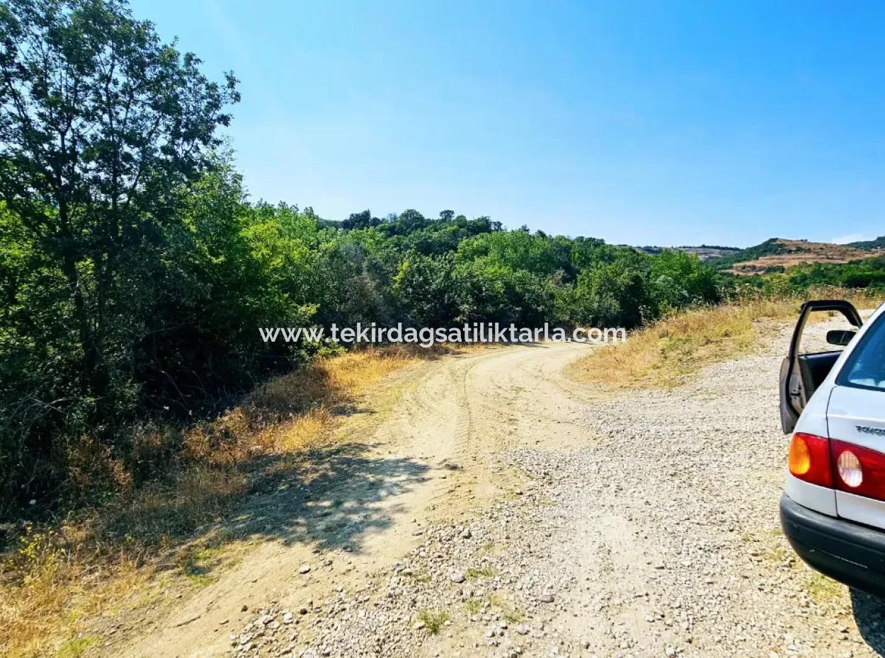 Coupon-Feld Mit Hauptstrassenfront, Geeignet Für Naturliebhaber, Um Tiny House Zum Dringenden Verkauf In Der Nachbarschaft Tekirdag Çanakçi Zu Platzieren