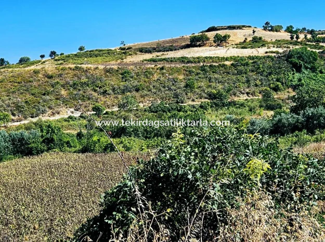 9.100 M2 Villa Zoniertes Feld Zum Dringenden Verkauf In Tekirdag Barbarosta