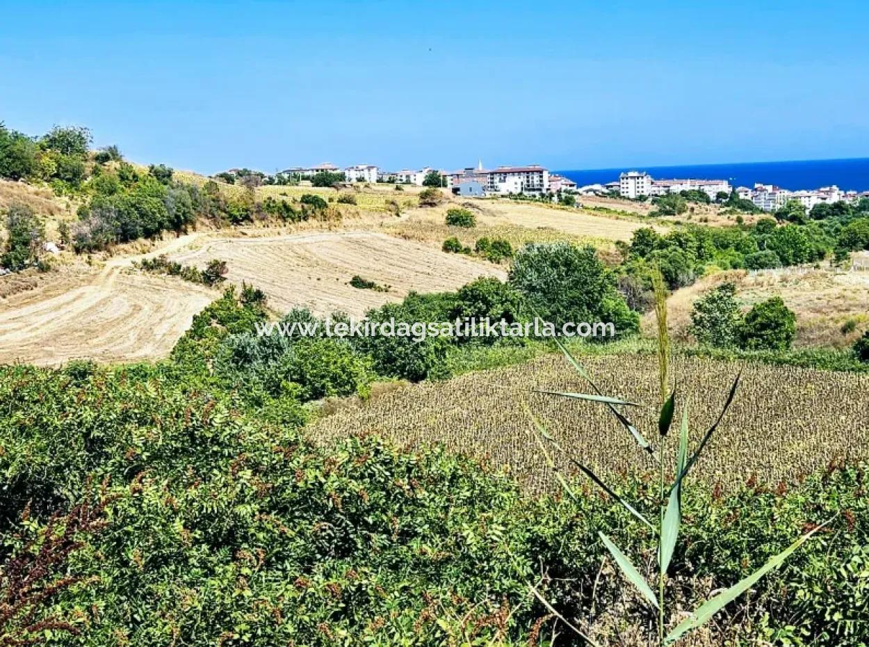 9.100 M2 Villa Zoniertes Feld Zum Dringenden Verkauf In Tekirdag Barbarosta