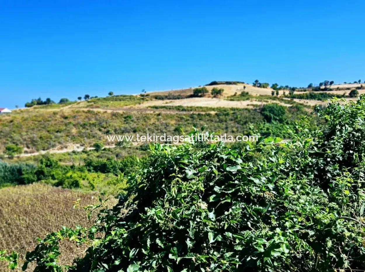 9.100 M2 Villa Zoniertes Feld Zum Dringenden Verkauf In Tekirdag Barbarosta