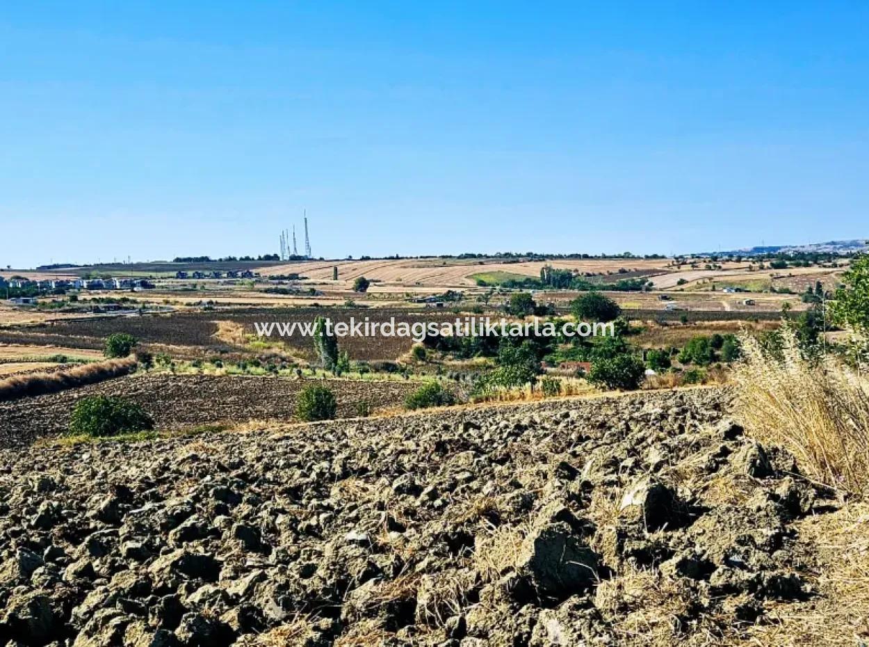 2.650 M2 Villa Zum Dringenden Verkauf In Tekirdag Barbarosta Zoned Coupon Field Geeignet Für Investitionen