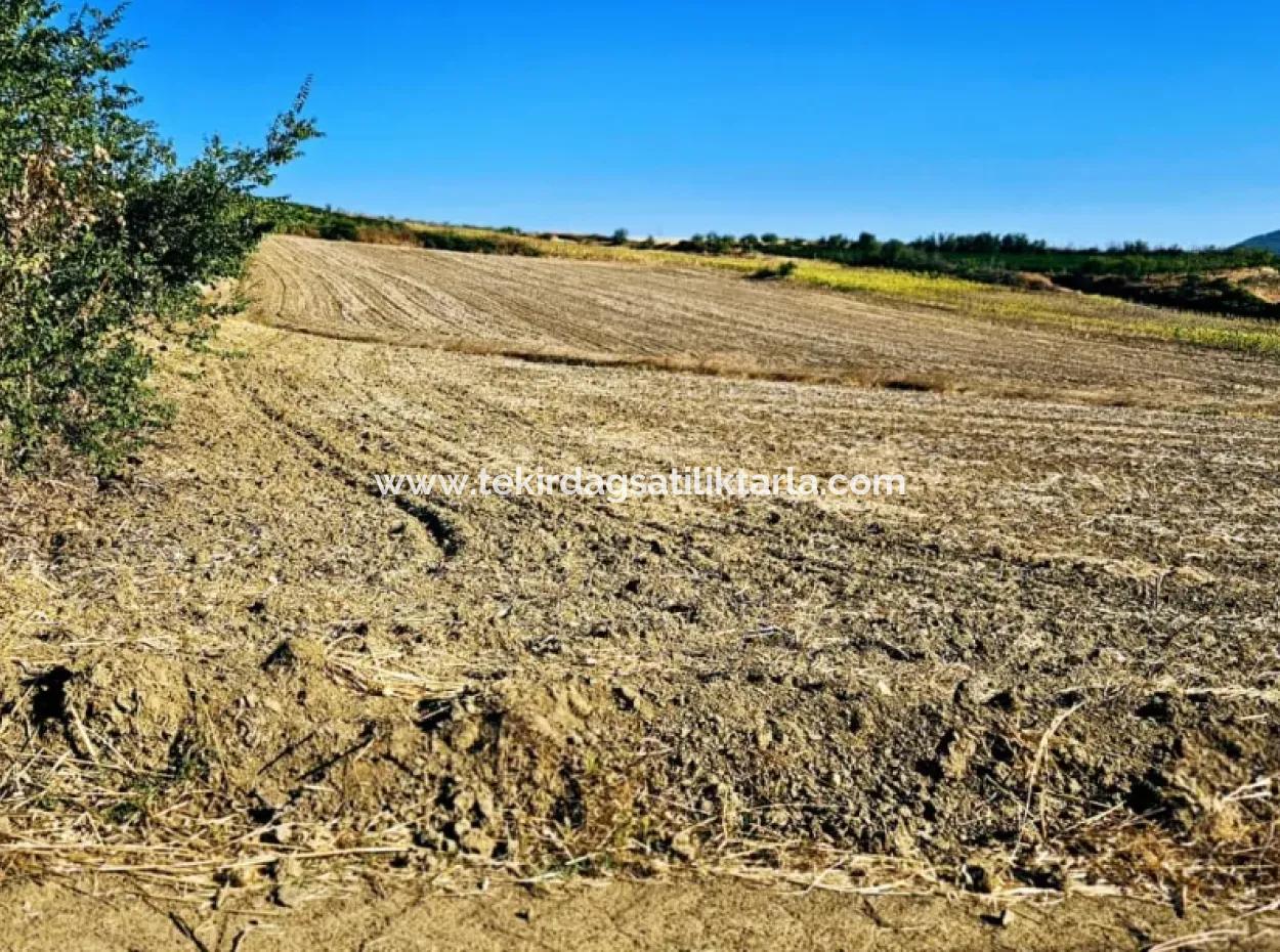 Der Hafen Von Asyaport Ist Ein Unumgängliches Gelegenheitsland Für Diejenigen, Die Ganz In Der Nähe Der Bestehenden Zonierung Investieren Möchten
