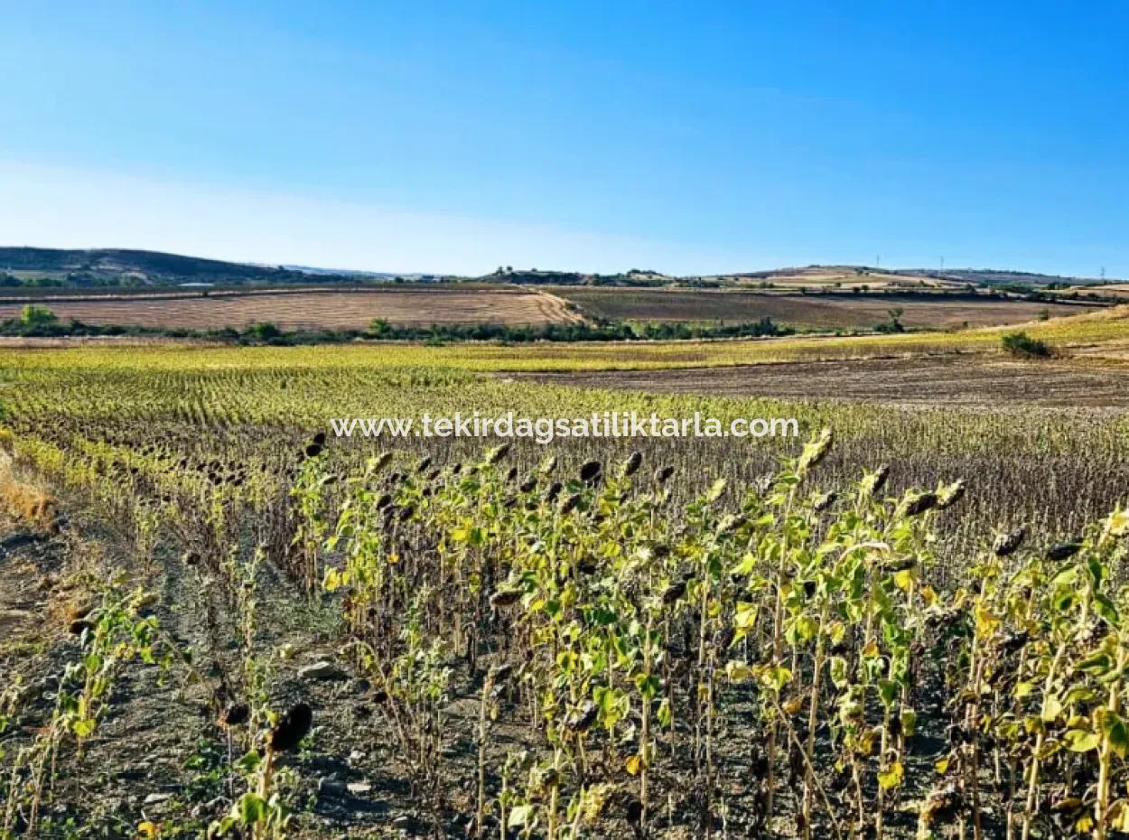 Der Hafen Von Asyaport Liegt Ganz In Der Nähe Der Bestehenden Zonierung Von 17.350 M2 Schnäppchen-Investitionscoupon-Feld Für Den Dringenden Verkauf