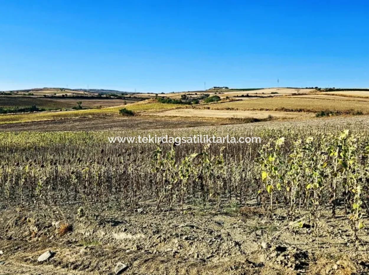 Der Hafen Von Asyaport Liegt Ganz In Der Nähe Der Bestehenden Zonierung Von 17.350 M2 Schnäppchen-Investitionscoupon-Feld Für Den Dringenden Verkauf