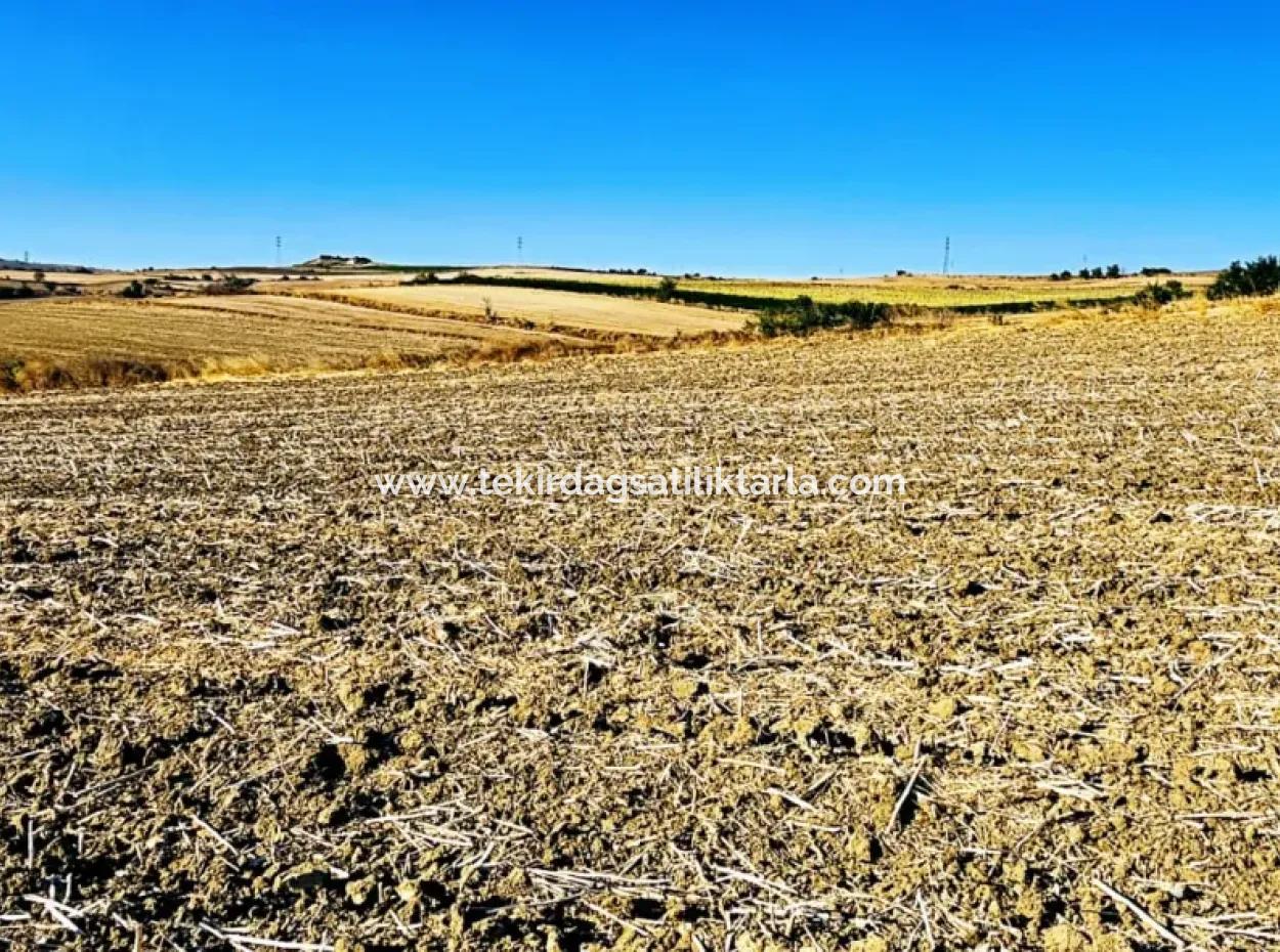 Der Hafen Von Asyaport Liegt Ganz In Der Nähe Der Bestehenden Zonierung Von 17.350 M2 Schnäppchen-Investitionscoupon-Feld Für Den Dringenden Verkauf