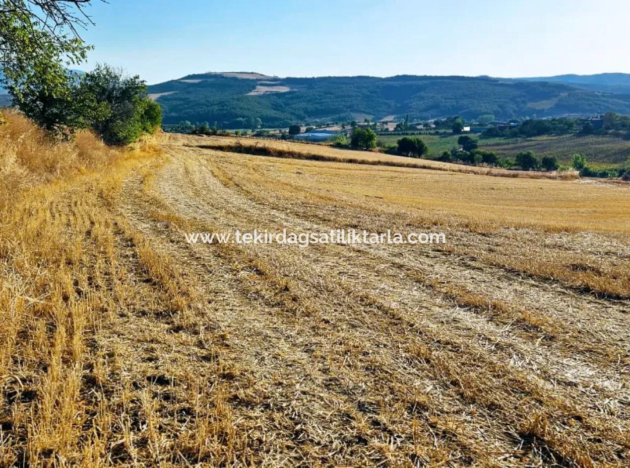 Der Hafen Von Azyaport Liegt In Der Nähe Des Bestehenden Zoning 16.100 Emergency Sale Investment Bargain Coupon-Feldes