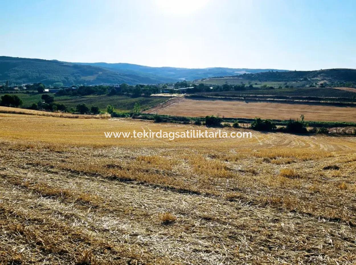 Der Hafen Von Azyaport Liegt In Der Nähe Des Bestehenden Zoning 16.100 Emergency Sale Investment Bargain Coupon-Feldes