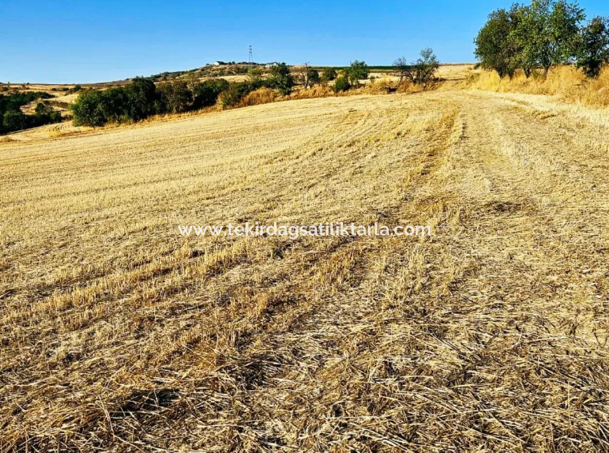 Der Hafen Von Azyaport Liegt In Der Nähe Des Bestehenden Zoning 16.100 Emergency Sale Investment Bargain Coupon-Feldes